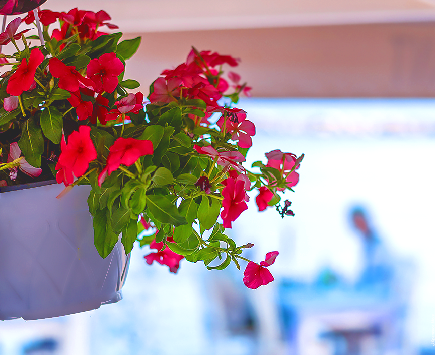 Red flowers at Zorbas Seaside Restaurant in Ierapetra