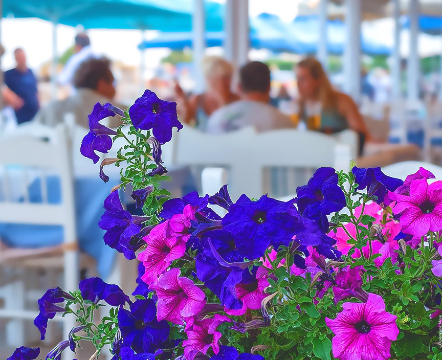 Ierapetra Restaurants/Lila flowers